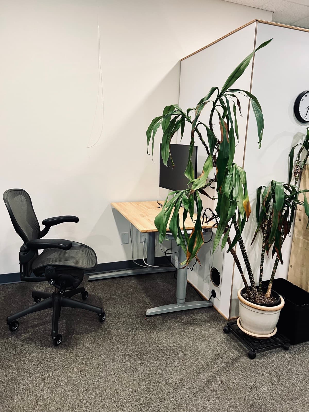 Hot desk at Host Studios with an office chair, monitor, and privacy divider beside a plant